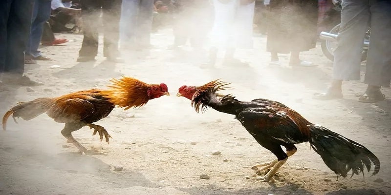 Giải mã nguồn gốc và sự lớn mạnh của giải đá gà Campuchia