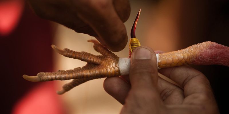 Luật chơi của bộ môn đá gà tại nhà cái BET88