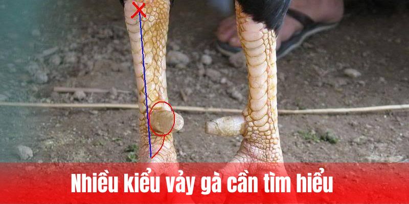 Nhiều kiểu vảy gà cần tìm hiểu
