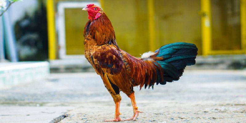 Tìm hiểu chi tiết về bộ môn đá gà cựa sắt tại nhà cái