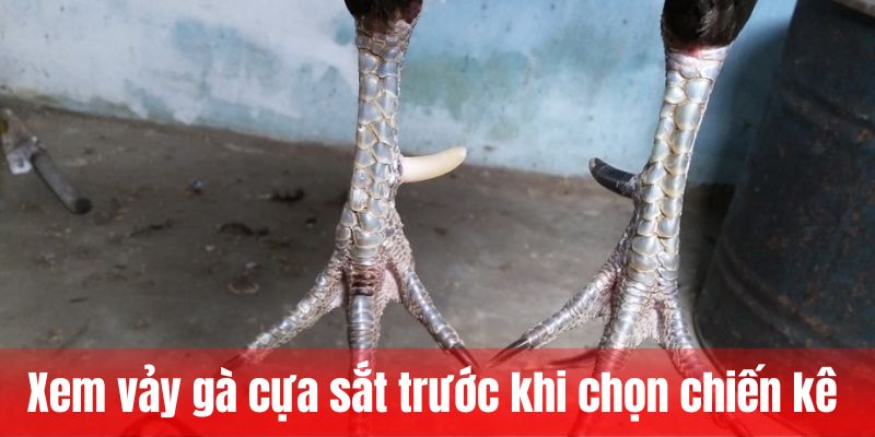 Xem vảy gà cựa sắt trước khi chọn chiến kê